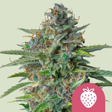 Strawberry Cough cannabis plants in bloom, grown from Feminized seeds – ideal for home cultivation from Royal Queen Seeds