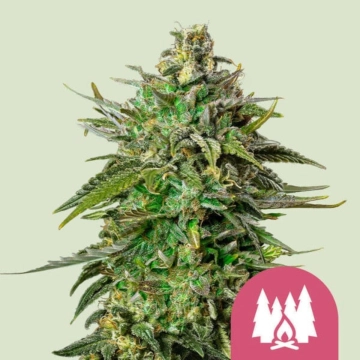 Larry OG cannabis plants in bloom, grown from Feminized seeds – ideal for home cultivation from Royal Queen Seeds