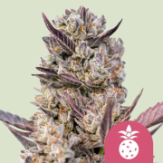 Tropicana Cookies Purple cannabis plants in bloom, grown from Feminised seeds – ideal for home cultivation from Royal Queen Seeds