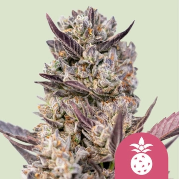 Tropicana Cookies Purple cannabis plants in bloom, grown from Feminized seeds – ideal for home cultivation from Royal Queen Seeds