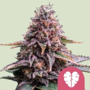 Pink Mist cannabis plants in bloom, grown from Feminized seeds – ideal for home cultivation from Royal Queen Seeds