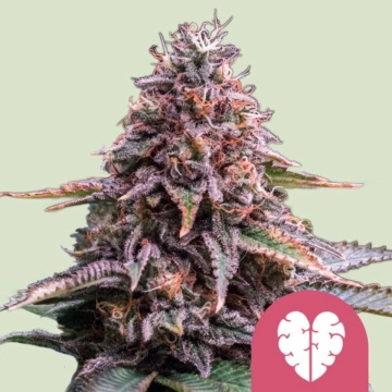 Pink Mist cannabis plants in bloom, grown from Feminized seeds – ideal for home cultivation from Royal Queen Seeds