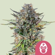 Pink Gorilla cannabis plants in bloom, grown from Feminized seeds – ideal for home cultivation from Royal Queen Seeds