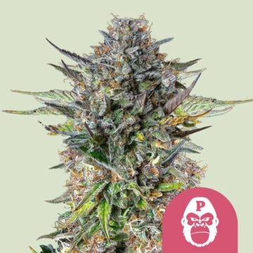 Pink Gorilla cannabis plants in bloom, grown from Feminized seeds – ideal for home cultivation from Royal Queen Seeds