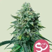 Forbidden Fruit cannabis plants in bloom, grown from Feminized seeds – ideal for home cultivation from Royal Queen Seeds