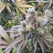 CBD Charlotte's Angel – Dutch Passion – Feminized
