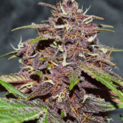 CBD Auto Blackberry Kush cannabis plants in bloom, grown from Automatic seeds – ideal for home cultivation from Dutch Passion