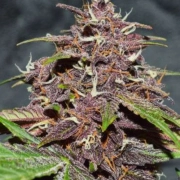 CBD Auto Blackberry Kush cannabis plants in bloom, grown from Automatic seeds – ideal for home cultivation from Dutch Passion