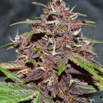 CBD Auto Blackberry Kush cannabis plants in bloom, grown from Automatic seeds – ideal for home cultivation from Dutch Passion