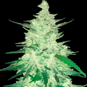 CBD Auto 1:1 (CBD Crack) cannabis plants in bloom, grown from Automatic seeds – ideal for home cultivation from FastBuds Seeds