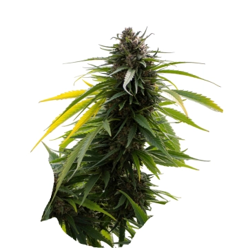 Sherbert 3n cannabis plants in bloom, grown from Triploid seeds – ideal for home cultivation from Tyrol Seeds