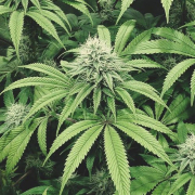 COOKIEZ TRIPLOID from TYROL SEEDS