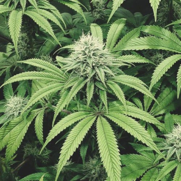 COOKIEZ cannabis plants in bloom, grown from Triploid seeds – ideal for home cultivation from Tyrol Seeds