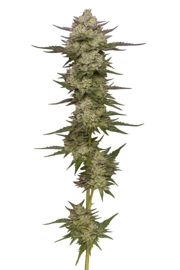Donutz Triploid cannabis plants in bloom, grown from Triploid seeds – ideal for home cultivation from Tyrol Seeds