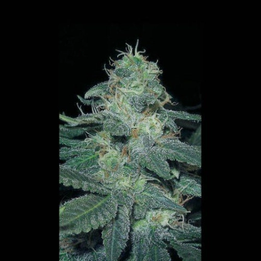 BC Diesel – BlimBurn Seeds – Feminized
