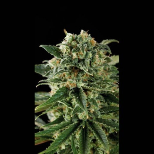 Critical Automatic – BlimBurn Seeds – Autoflowering