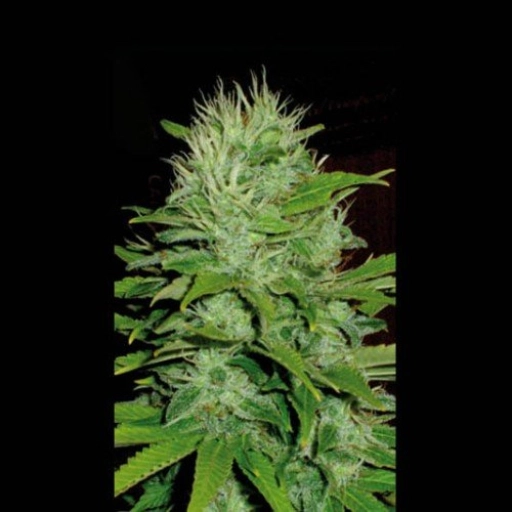 Mango – BlimBurn Seeds – Feminized