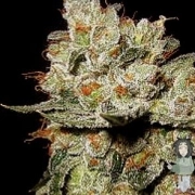 OG's Kush Feminized Seeds BlimBurn Seeds