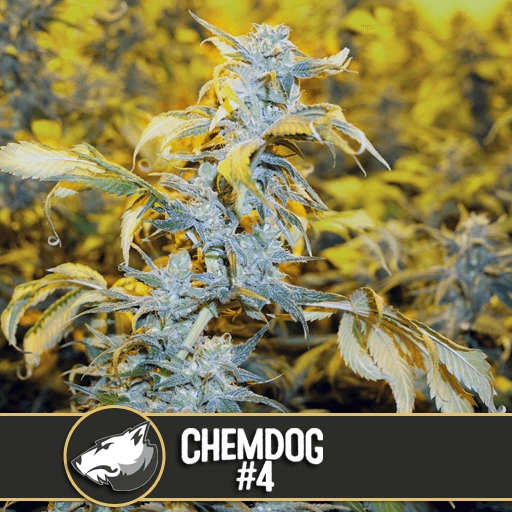 Chemdog #4 – BlimBurn Seeds – Feminized