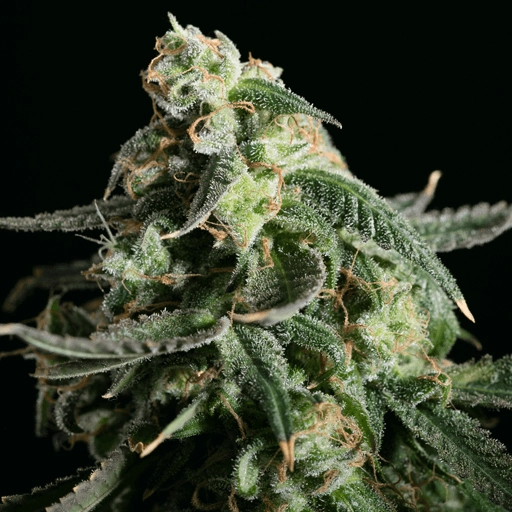 Girl Scout Cookies – BlimBurn Seeds – Feminized