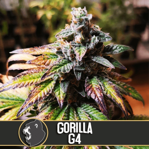 Gorilla Glue #4 – BlimBurn Seeds – Feminized