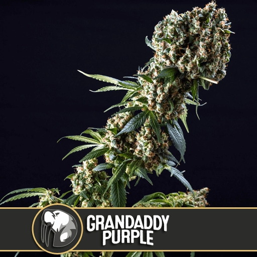 Grandaddy Purple – BlimBurn Seeds – Feminized