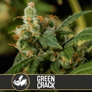 Green Crack Feminized Seeds BlimBurn Seeds