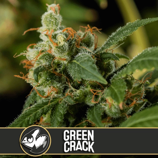 Green Crack – BlimBurn Seeds – Feminized
