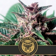 Grizzly Purple Auto Feminized Seeds BlimBurn Seeds