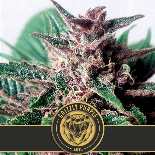 Grizzly Purple Auto – BlimBurn Seeds – Autoflowering