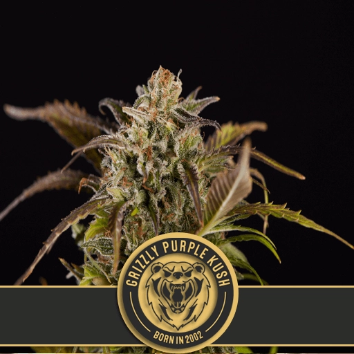 Grizzly Purple Kush – BlimBurn Seeds – Feminized