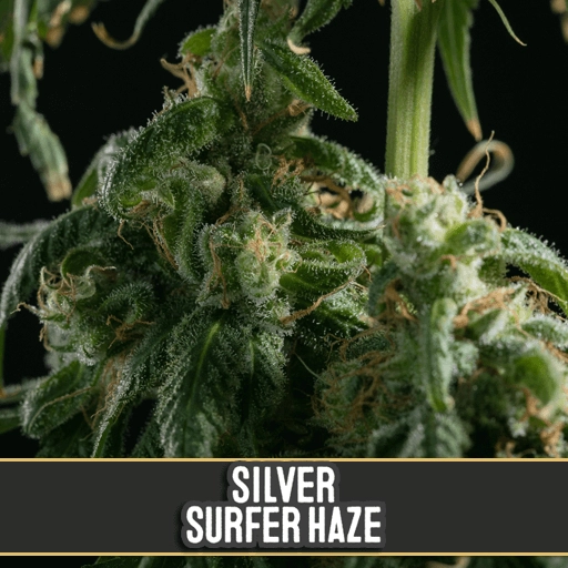 Silver Surfer Haze – BlimBurn Seeds – Feminized