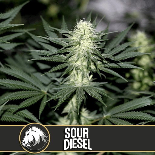 Sour Diesel – BlimBurn Seeds – Feminized