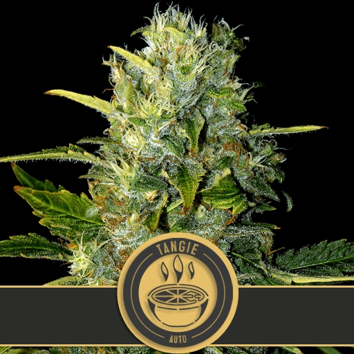 Tangie Auto – BlimBurn Seeds – Autoflowering