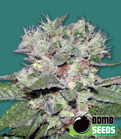CBD Bomb – Bomb Seeds – Feminized