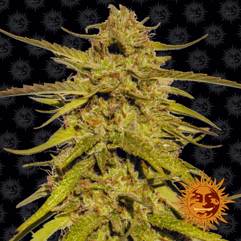 Pineapple Haze – Barneys Farm – Regular