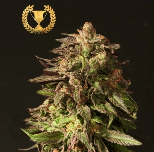 Shoreline – Devils Harvest – Feminized