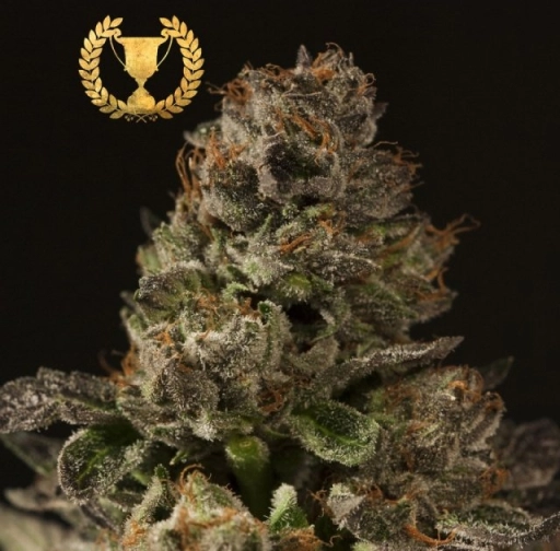 Strawberry Sour Diesel – Devils Harvest – Feminized