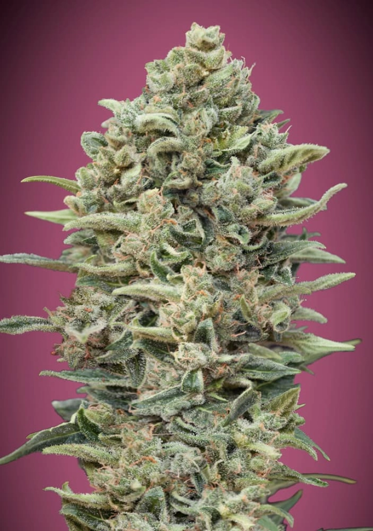 Gelato 33 FAST – Advanced Seeds – Feminized