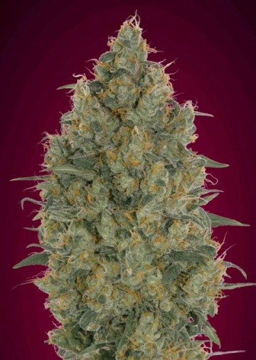 Somango Glue Feminized Seeds Advanced Seeds
