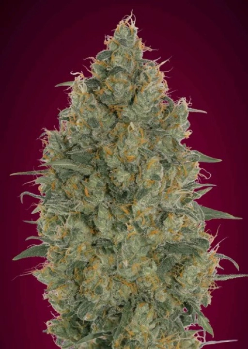 Somango Glue – Advanced Seeds – Feminized
