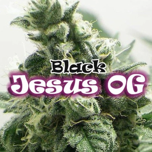 Black Jesus OG – Dr Underground – Feminized