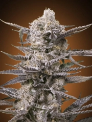 Watermelon OG Feminized Seeds Advanced Seeds