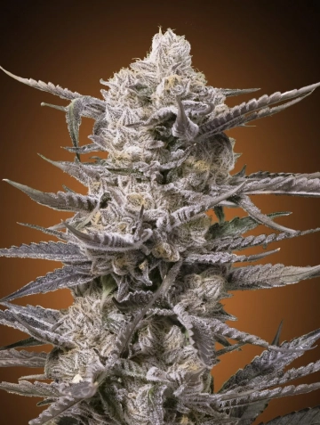 Watermelon OG Feminized Seeds Advanced Seeds