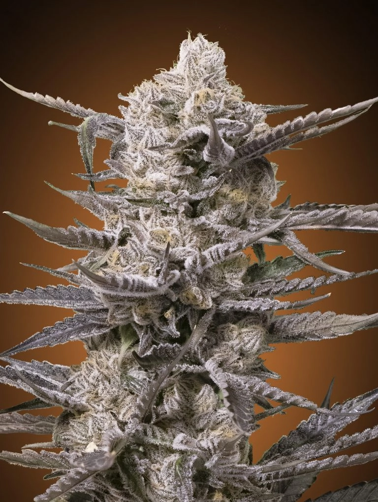 Watermelon OG – Advanced Seeds – Feminized