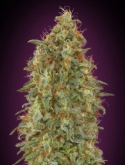 Zkittlez FAST Feminized Seeds Advanced Seeds
