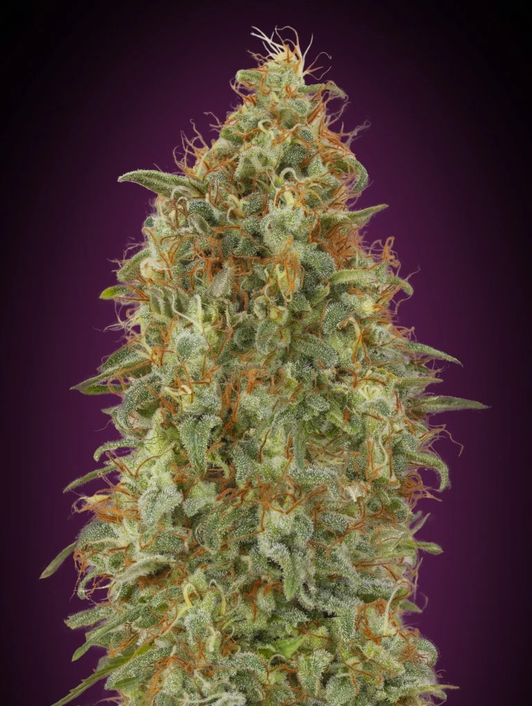 Zkittlez FAST – Advanced Seeds – Feminized