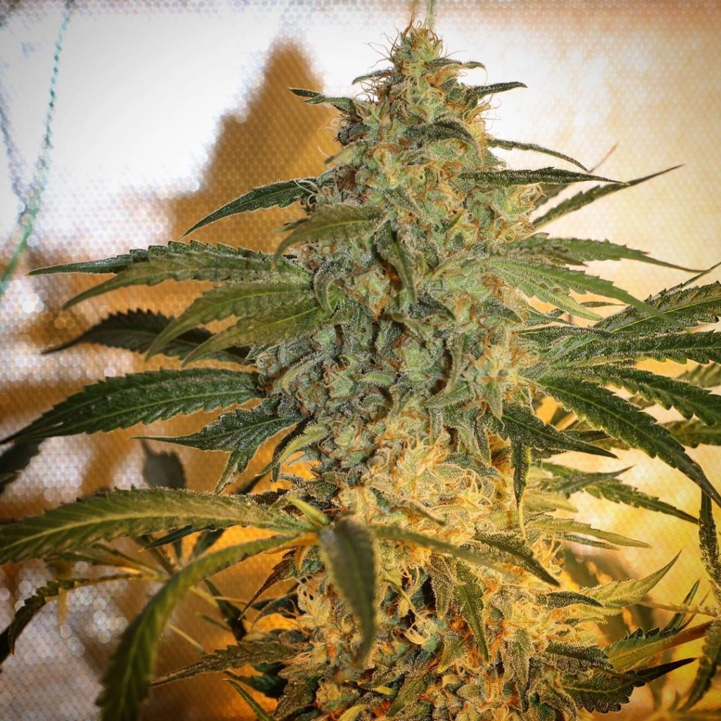 Brooklyn Mango – Dr Underground – Feminized