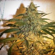 Brooklyn Mango Feminized Seeds Dr Underground