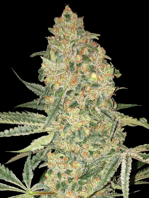 Bruce Banner – Advanced Seeds – Feminized